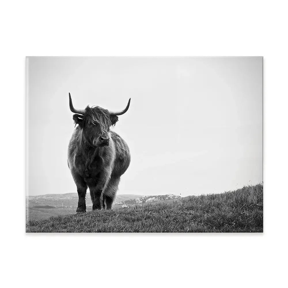 Highland Cow In The Distance Canvas Print
