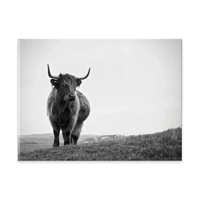 Highland Cow In The Distance Canvas Print
