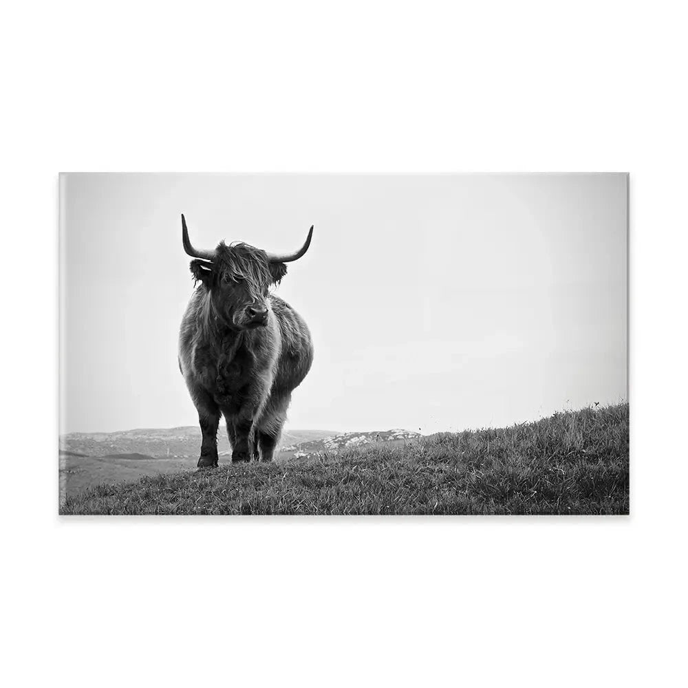Highland Cow In The Distance Canvas Print