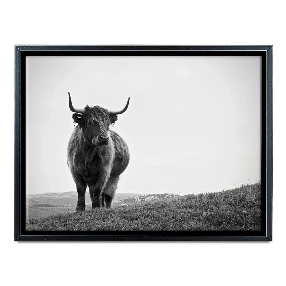 Highland Cow In The Distance Canvas Print