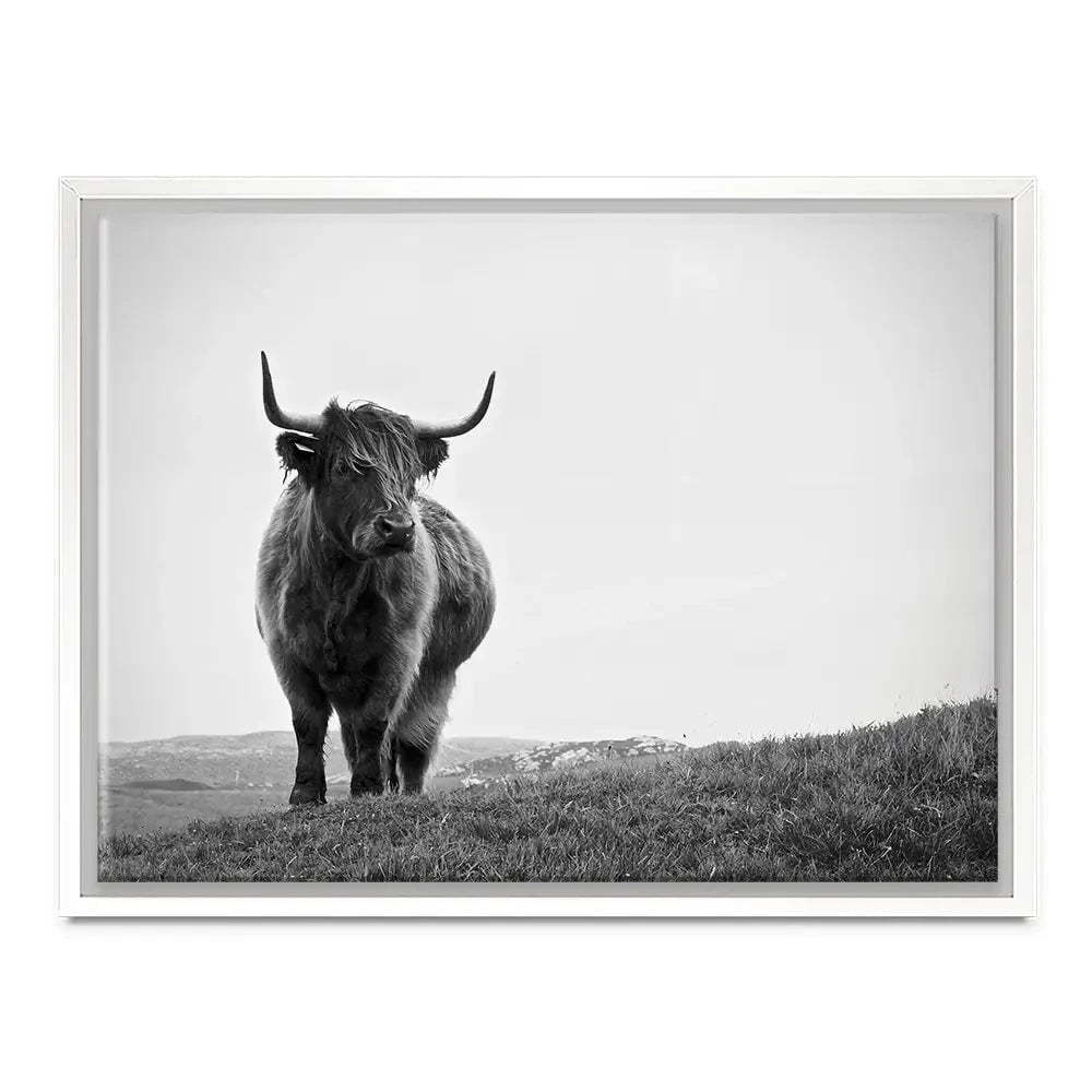 Highland Cow In The Distance Canvas Print