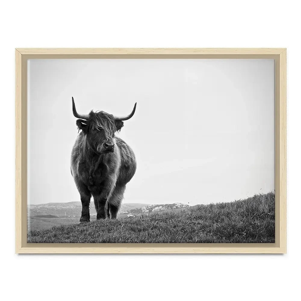 Highland Cow In The Distance Canvas Print