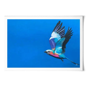 Lilac Breasted Roller In Flight Art Print