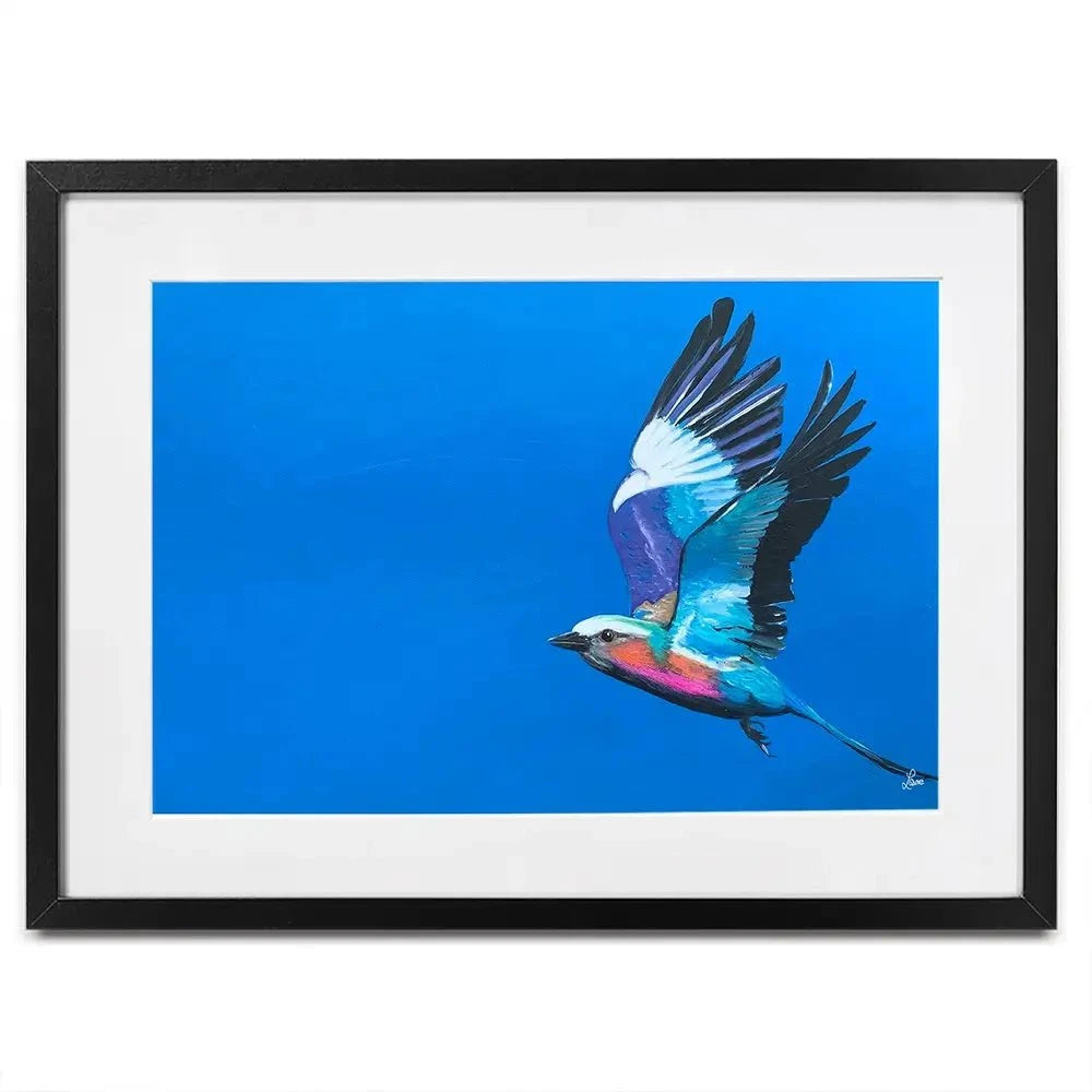 Lilac Breasted Roller In Flight Framed Art Print