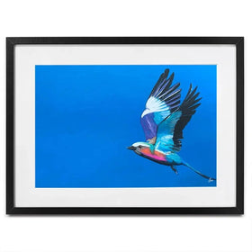 Lilac Breasted Roller In Flight Framed Art Print