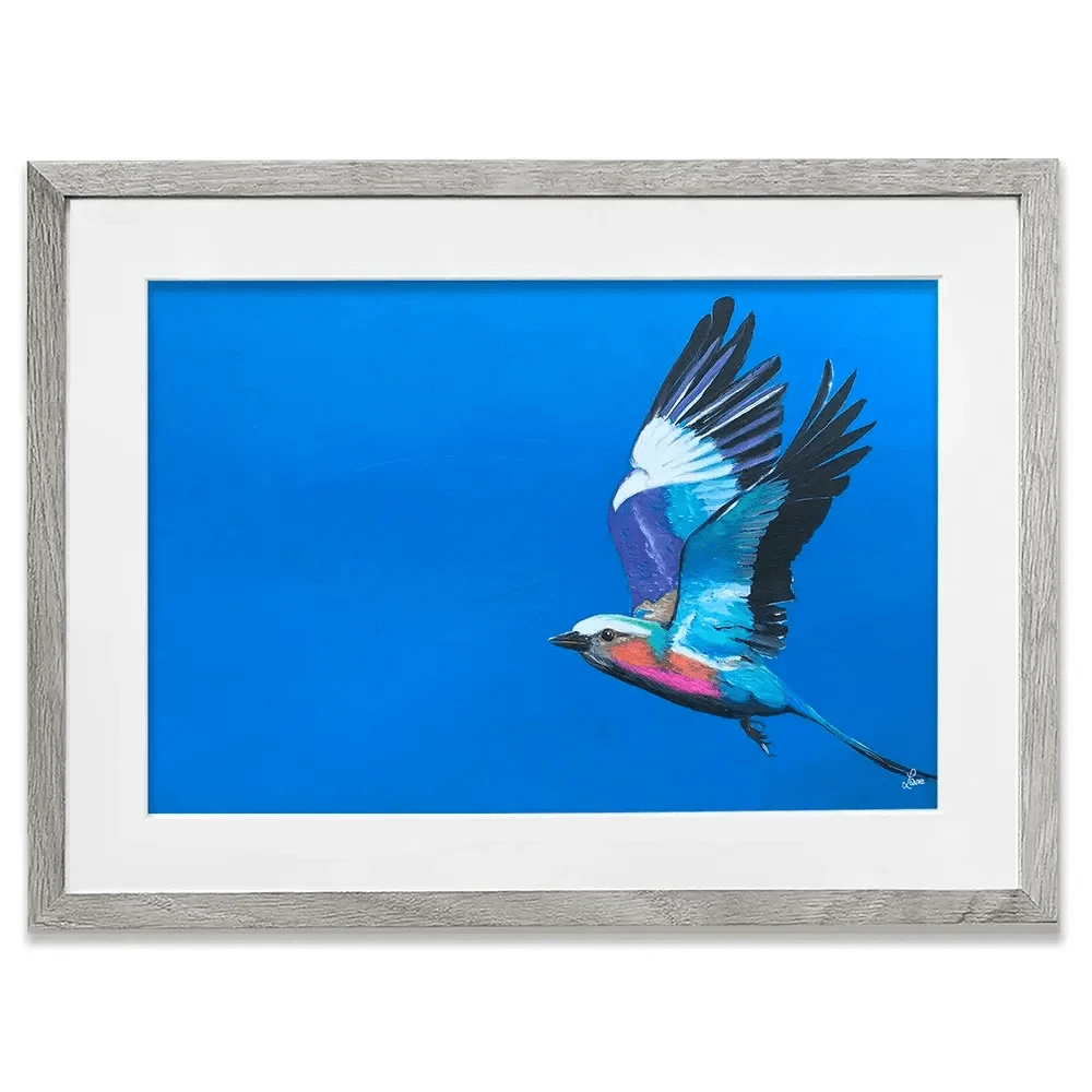 Lilac Breasted Roller In Flight Framed Art Print
