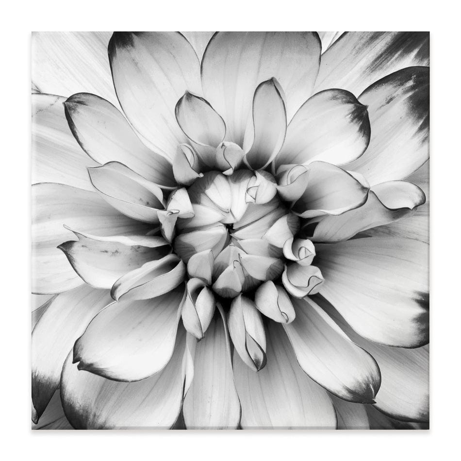 Black And White Flower Square Canvas Print wall art product Annmarie Young / Shutterstock