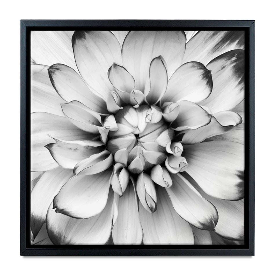 Black And White Flower Square Canvas Print wall art product Annmarie Young / Shutterstock