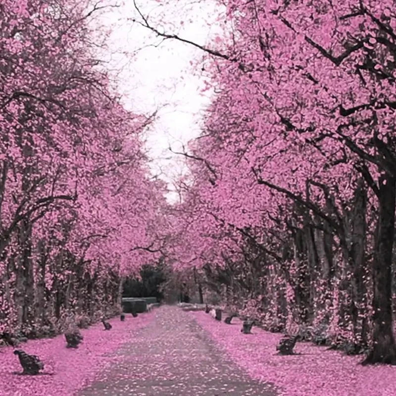 Blossom Path Landscape Art Print Blossom Path Landscape Art Print wall art product Aimee Linzi