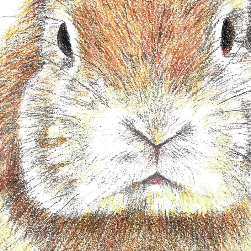 Bunny Illustration Canvas Print Bunny Illustration Canvas Print wall art product Jackie Bridges