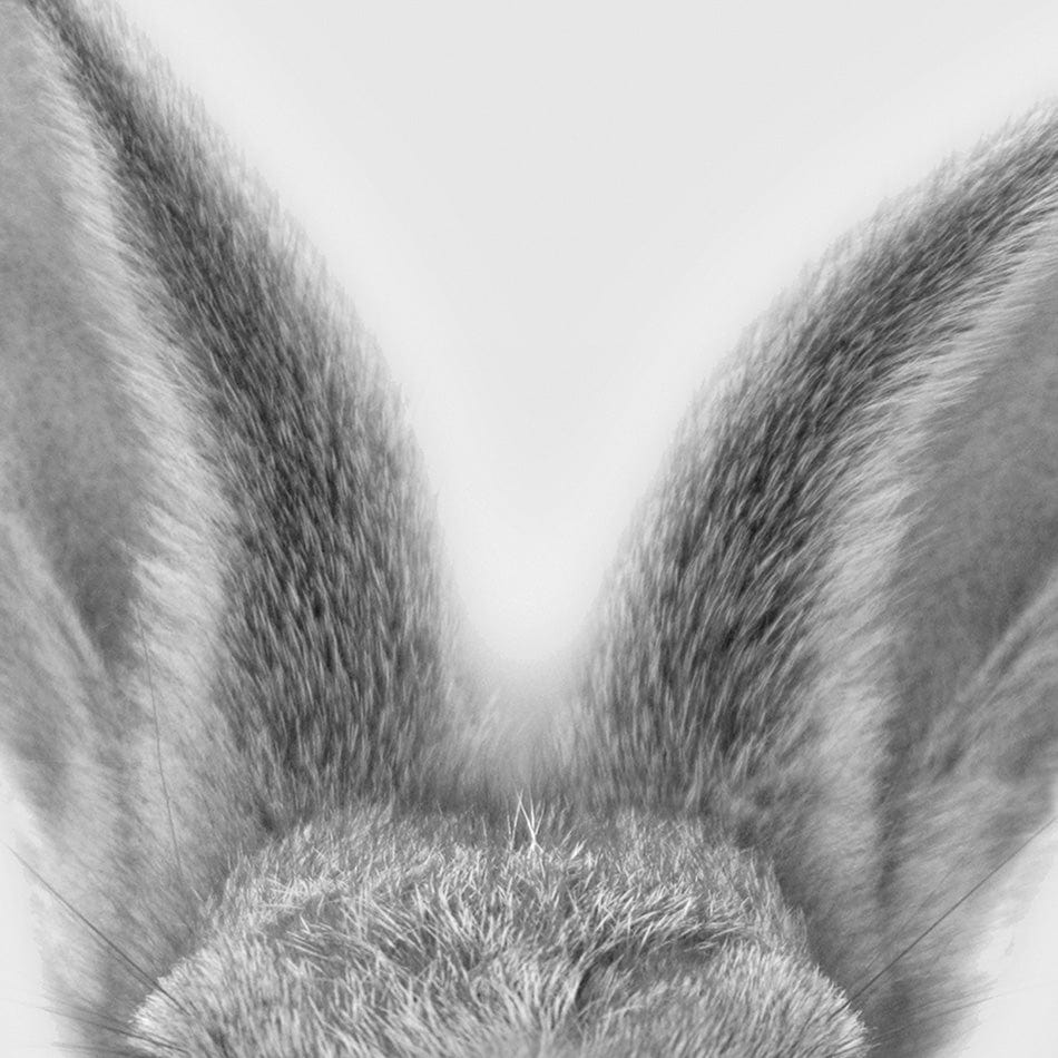 Bunny Rabbit Portrait Art Print wall art product R Visser