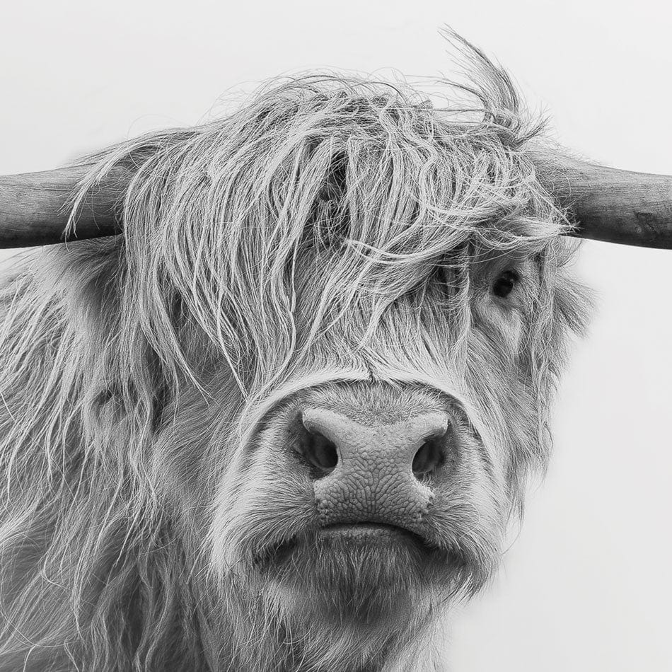 Cow In The Fog Framed Art Print wall art product Effect of Darkness / Shutterstock