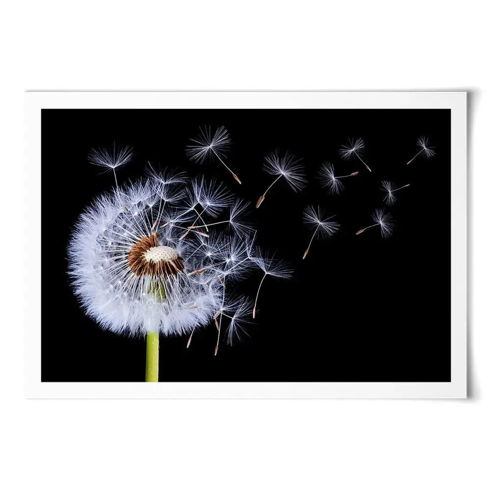 Dandelion Art Print Dandelion Art Print wall art product Bess Hamitii / Shutterstock
