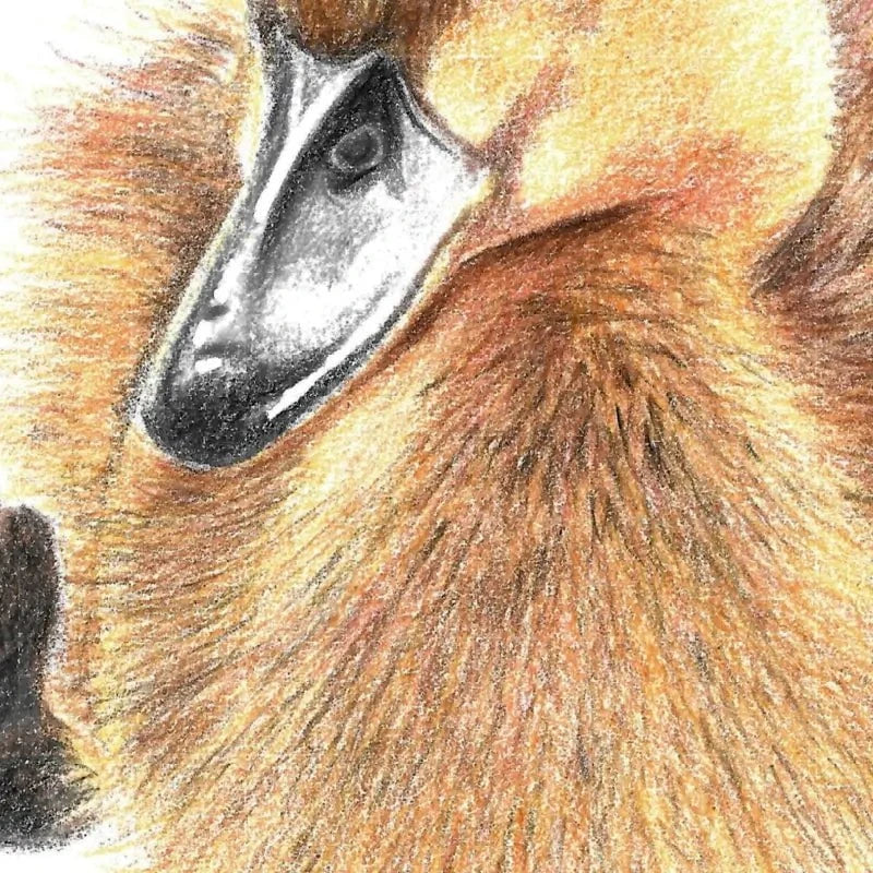 Duck Illustration Art Print Duck Illustration Art Print wall art product Jackie Bridges