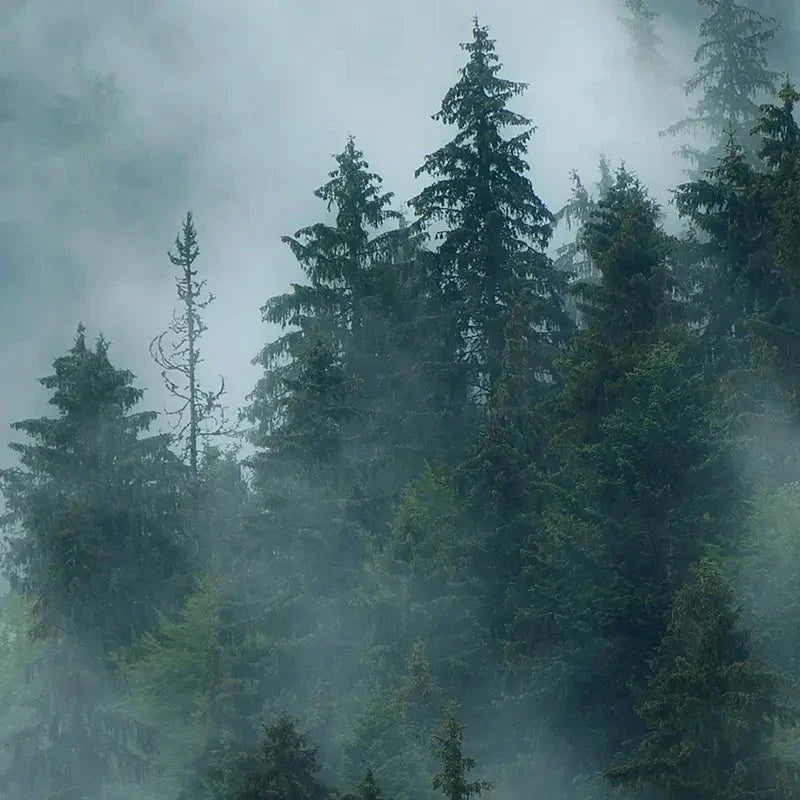 Fir Forest Framed Art Print Fir Forest Framed Art Print wall art product Roxana Bashyrova / Shutterstock