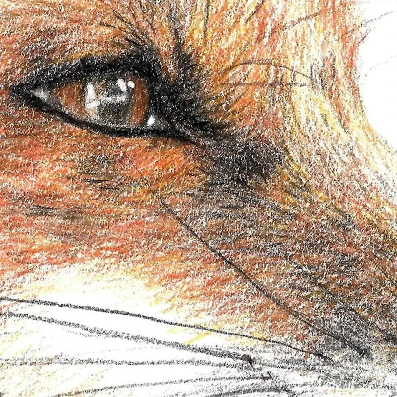 Fox Illustration Framed Art Print Fox Illustration Framed Art Print wall art product Jackie Bridges