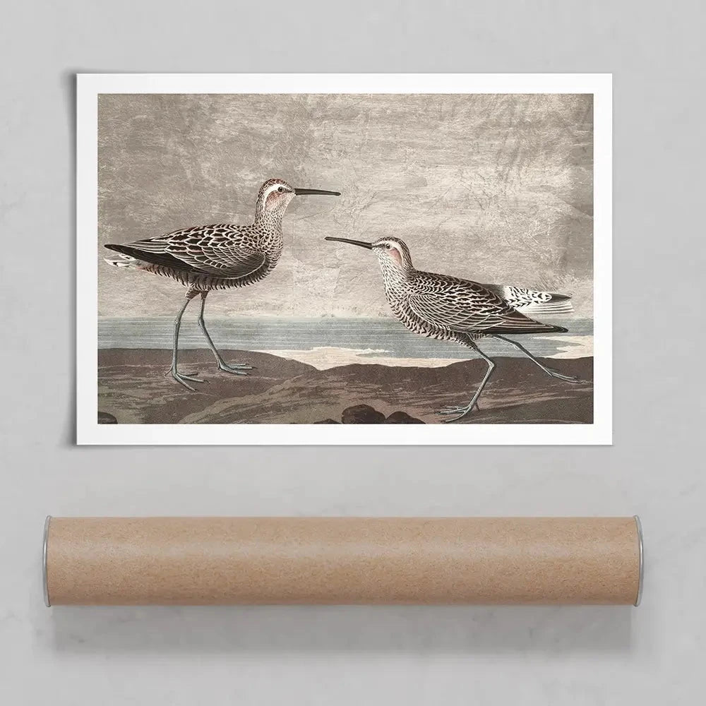 Gilded Sandpipers Art Print Gilded Sandpipers Art Print wall art product John James Audubon