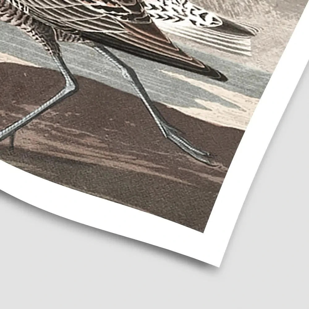 Gilded Sandpipers Art Print Gilded Sandpipers Art Print wall art product John James Audubon