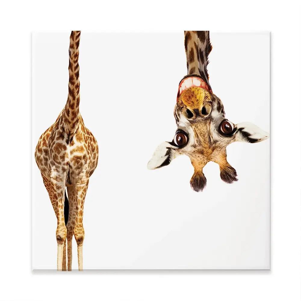 Happy Upside Down Giraffe Square Canvas Print Happy Upside Down Giraffe Square Canvas Print wall art product Sergey Novikov / Shutterstock
