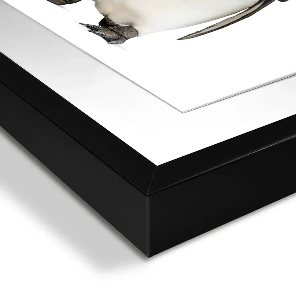 Penguin Gang Framed Art Print Penguin Gang Framed Art Print wall art product Eric Isselee / Shutterstock