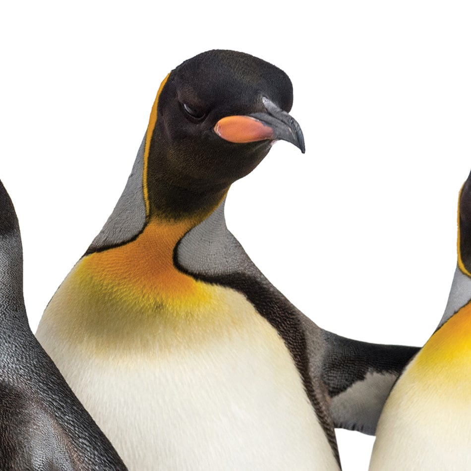 Penguin Gang Square Canvas Print wall art product Eric Isselee / Shutterstock