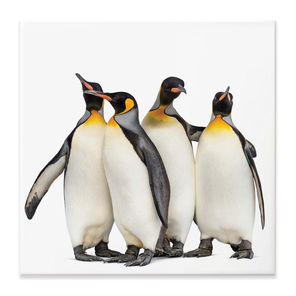 Penguin Gang Square Canvas Print wall art product Eric Isselee / Shutterstock