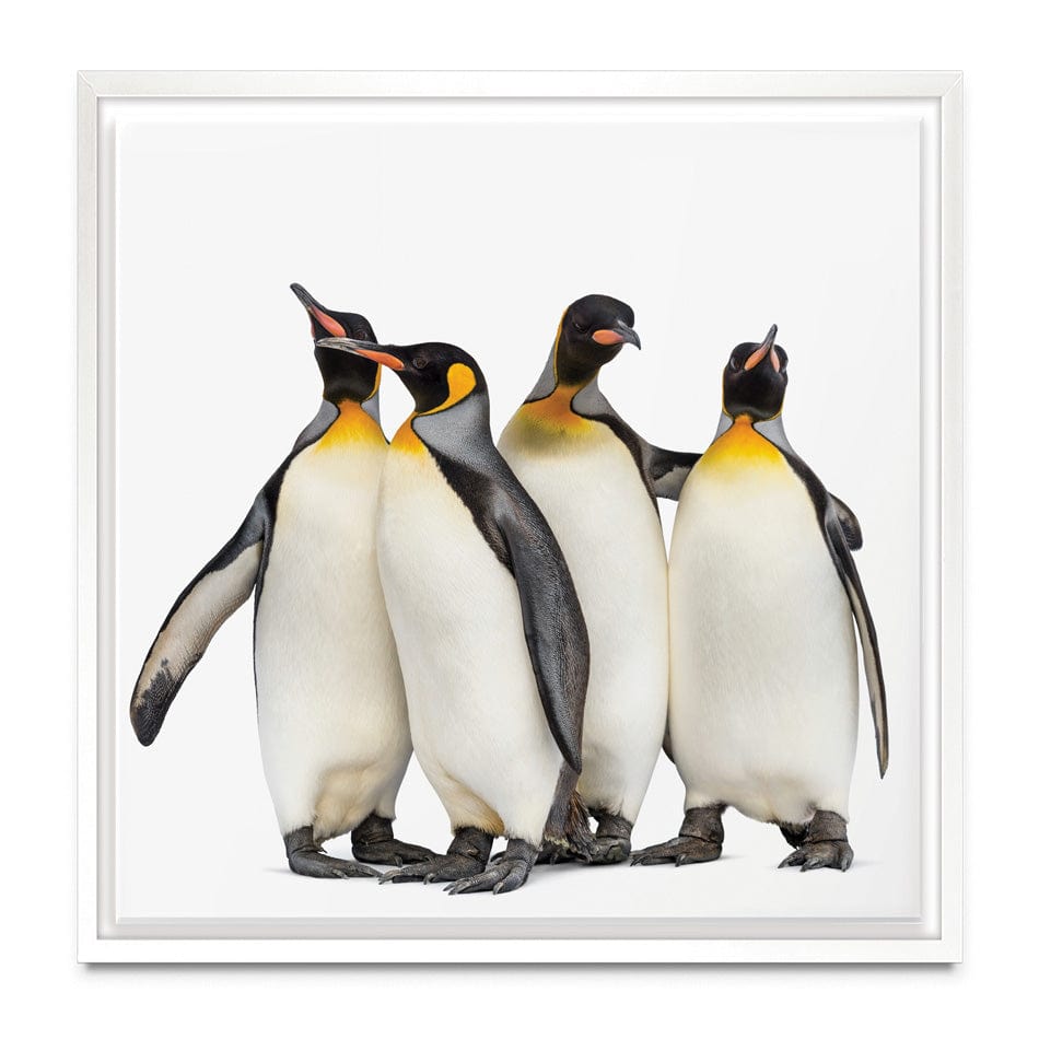 Penguin Gang Square Canvas Print wall art product Eric Isselee / Shutterstock