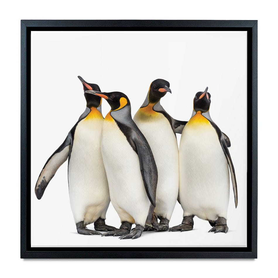 Penguin Gang Square Canvas Print wall art product Eric Isselee / Shutterstock