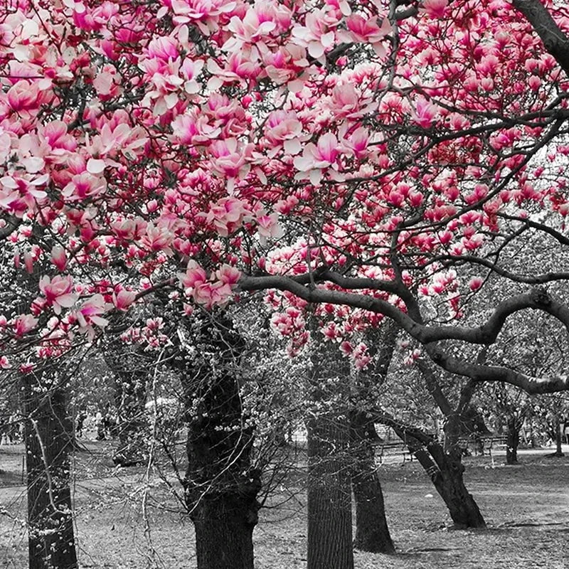 Pink Blossom Trees Canvas Print Pink Blossom Trees Canvas Print wall art product Ryan DeBerardinis / Shutterstock