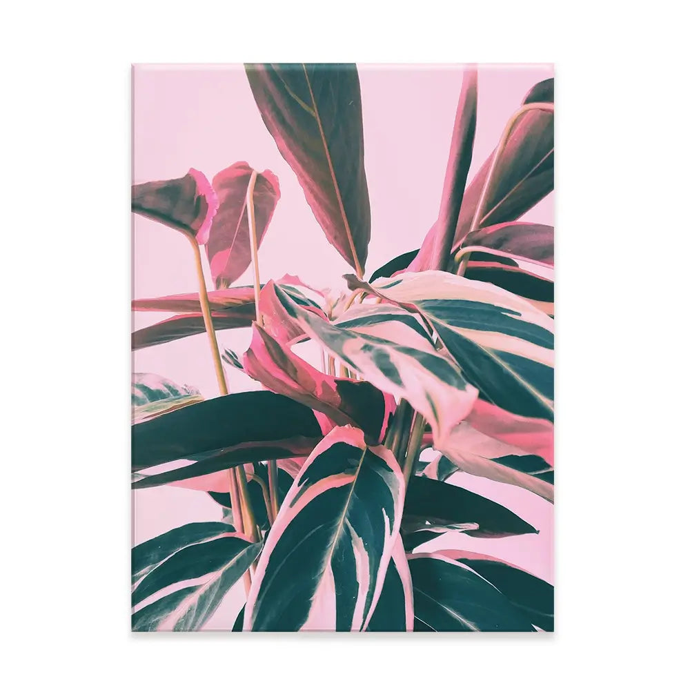 Pink Kalathea Canvas Print Pink Kalathea Canvas Print wall art product Emanuela Carratoni - Independent