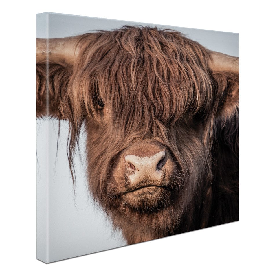 Scottish Brown Highland Cattle Square Canvas Print wall art product Sandro Fabris / Shutterstock