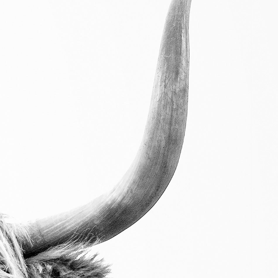 Scottish Highland Cattle Art Print wall art product okufner / Shutterstock