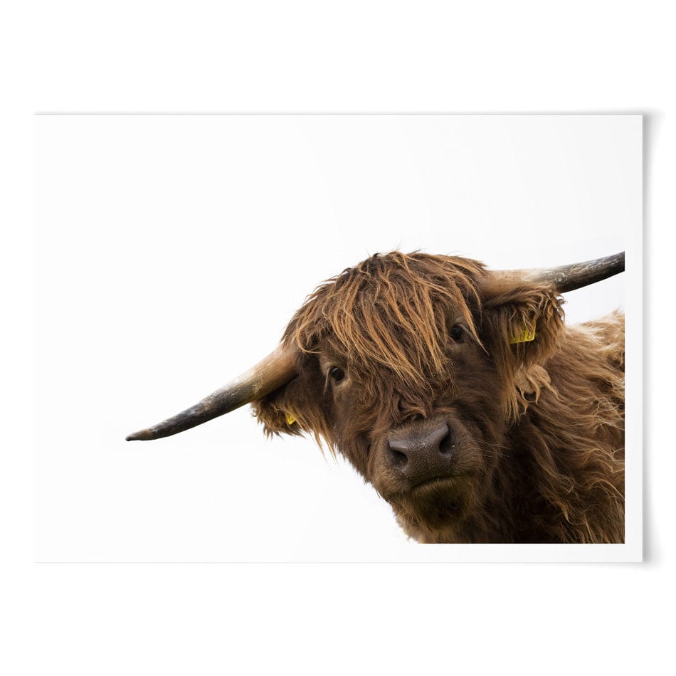 Side Peeking Highland Cow Art Print wall art product Massimo Cavallo / Shutterstock