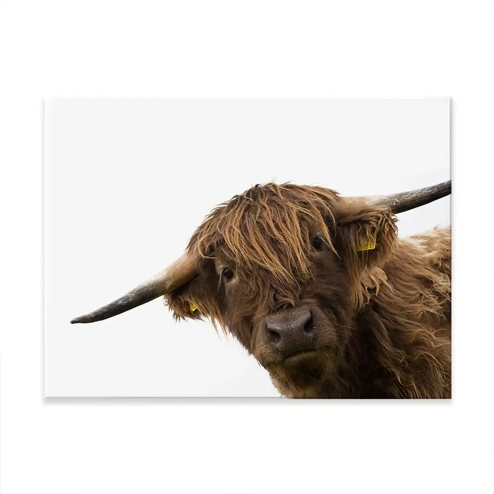 Side Peeking Highland Cow Canvas Print Side Peeking Highland Cow Canvas Print wall art product Massimo Cavallo / Shutterstock