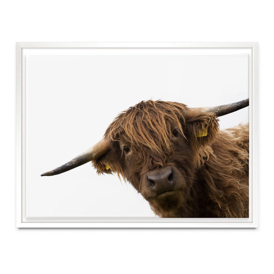Side Peeking Highland Cow Canvas Print wall art product Massimo Cavallo / Shutterstock