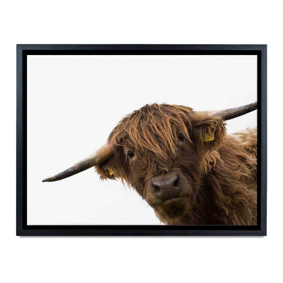 Side Peeking Highland Cow Canvas Print wall art product Massimo Cavallo / Shutterstock