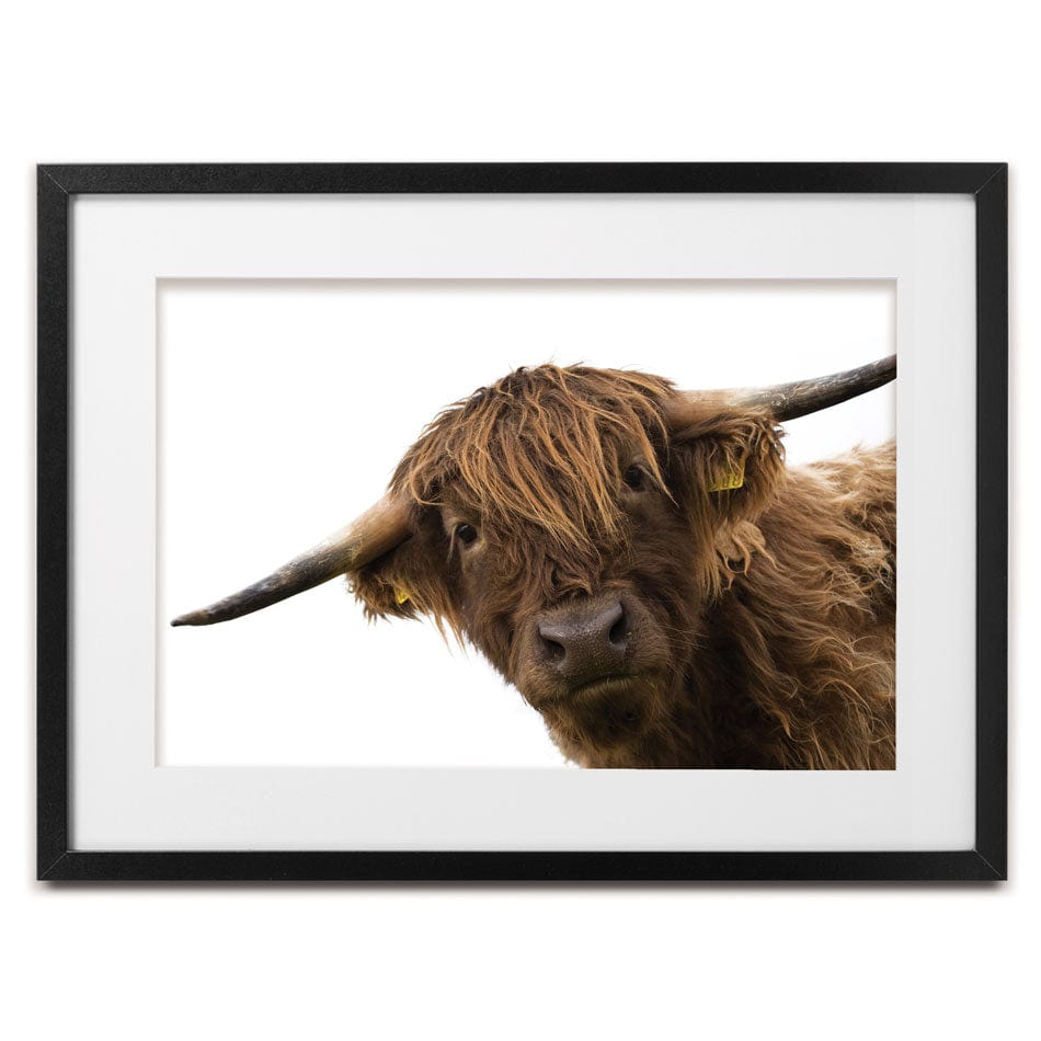 Side Peeking Highland Cow Framed Art Print wall art product Massimo Cavallo / Shutterstock