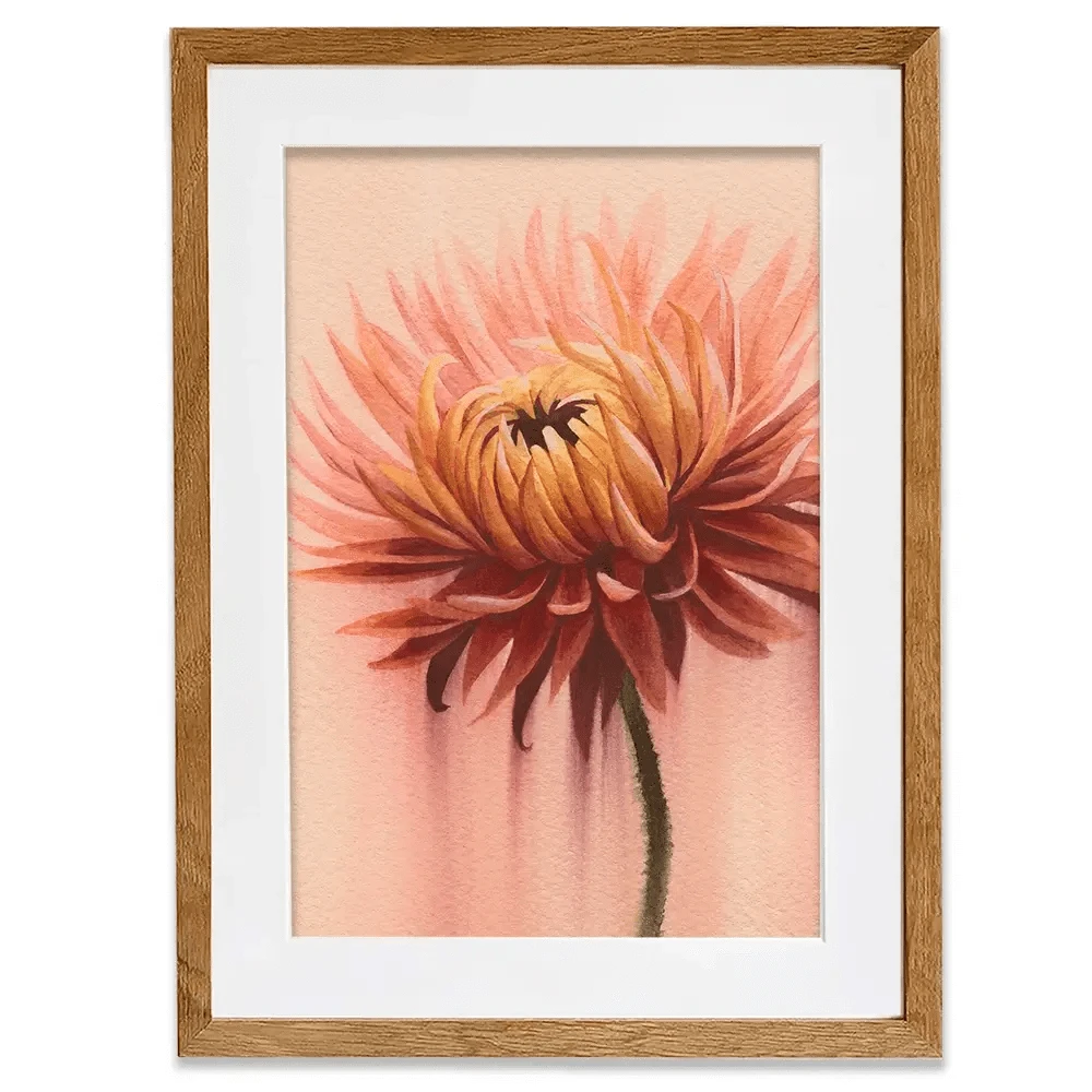Sun Drenched Chrysanthemum 2 Framed Art Print Sun Drenched Chrysanthemum 2 Framed Art Print wall art product Grace Popp
