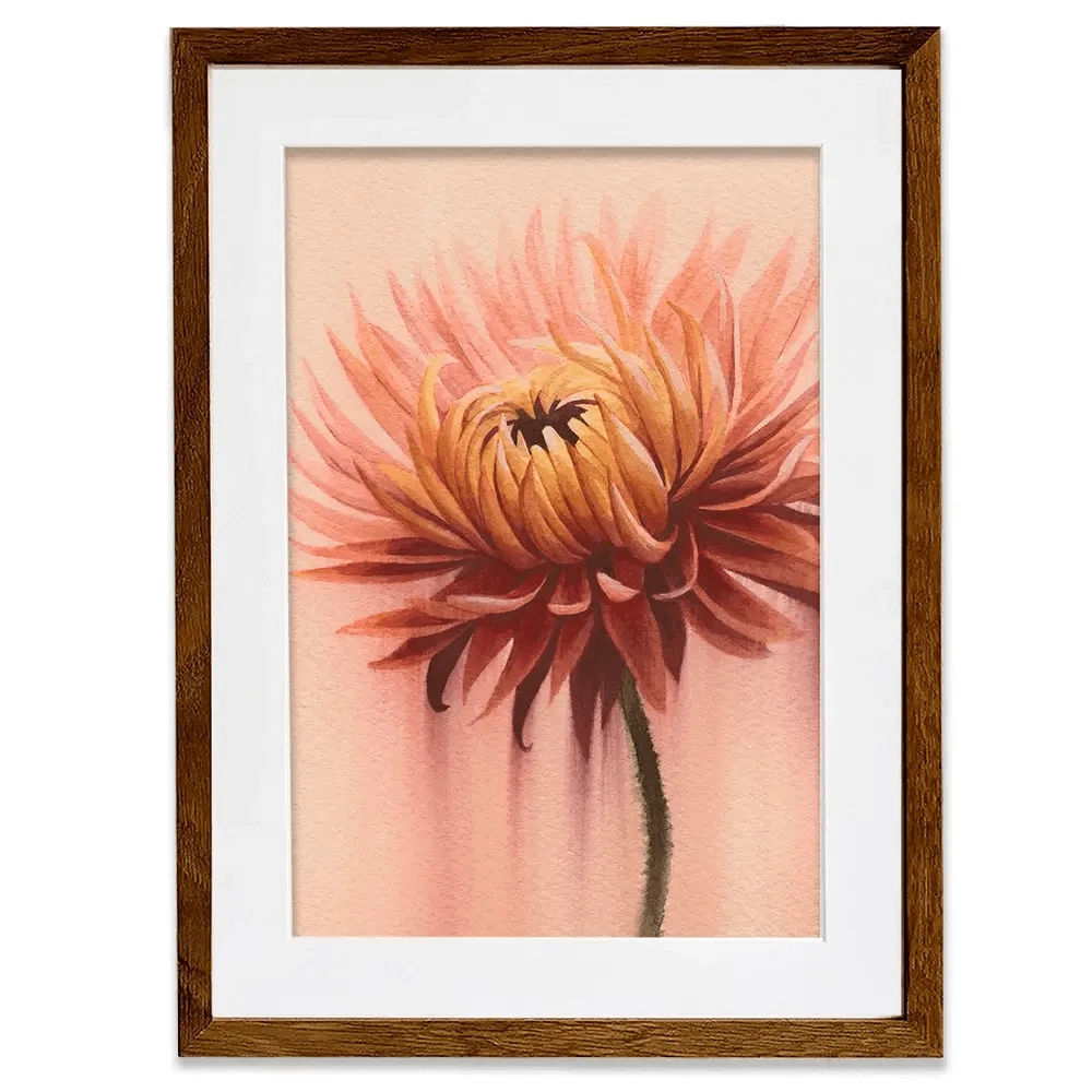 Sun Drenched Chrysanthemum 2 Framed Art Print Sun Drenched Chrysanthemum 2 Framed Art Print wall art product Grace Popp
