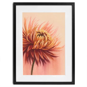 Sun Drenched Chrysanthemum Framed Art Print Sun Drenched Chrysanthemum Framed Art Print wall art product Grace Popp