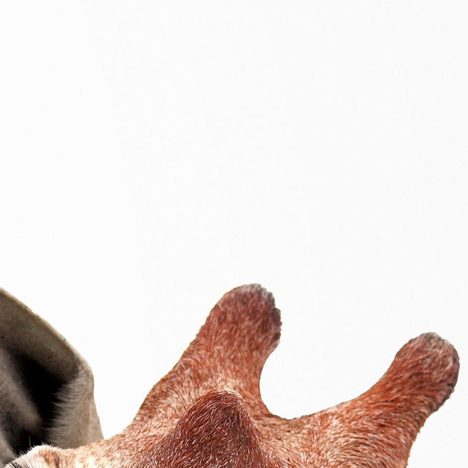 Two Giraffes Art Print wall art product / Shutterstock