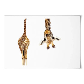 Upside Down Giraffe Art Print Upside Down Giraffe Art Print wall art product Sergey Novikov / Shutterstock