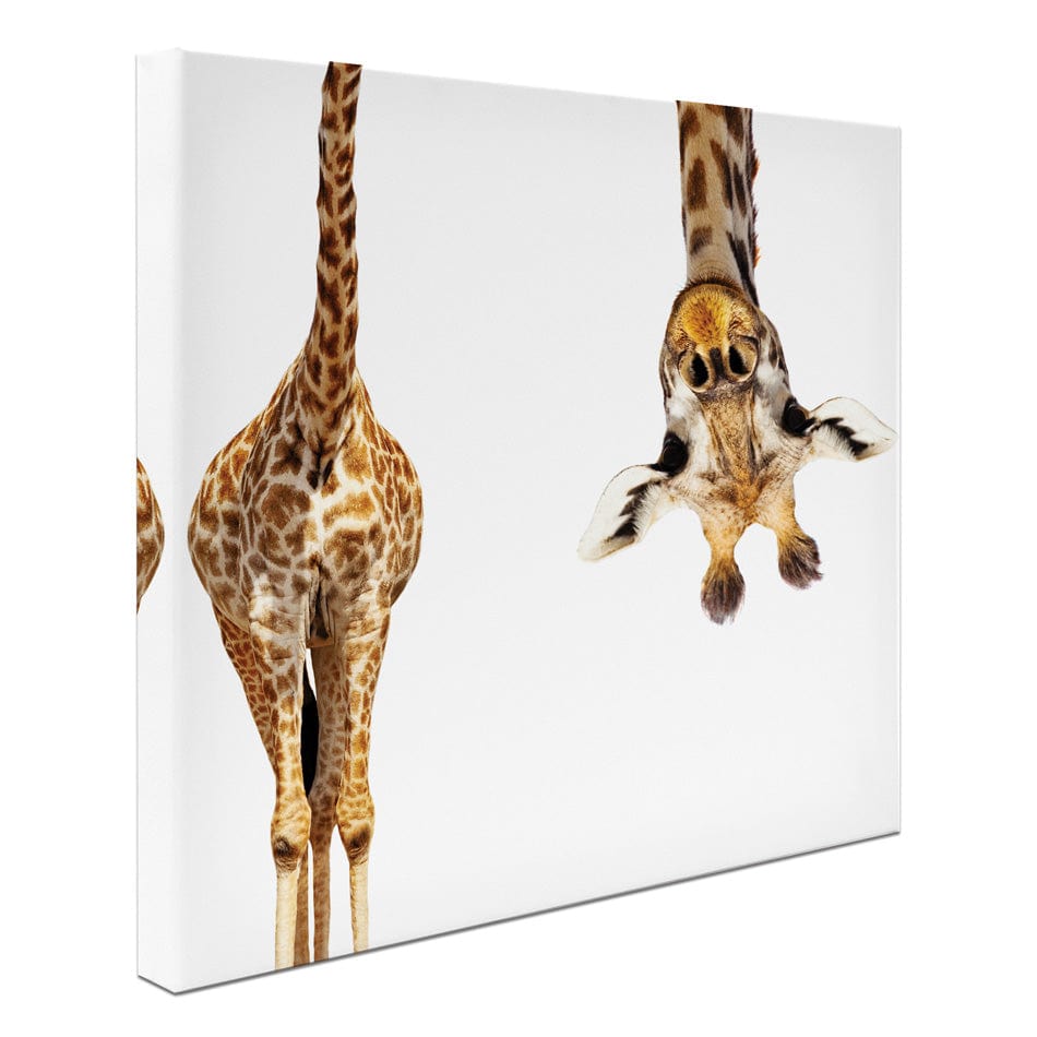 Upside Down Giraffe Square Canvas Print wall art product Sergey Novikov / Shutterstock
