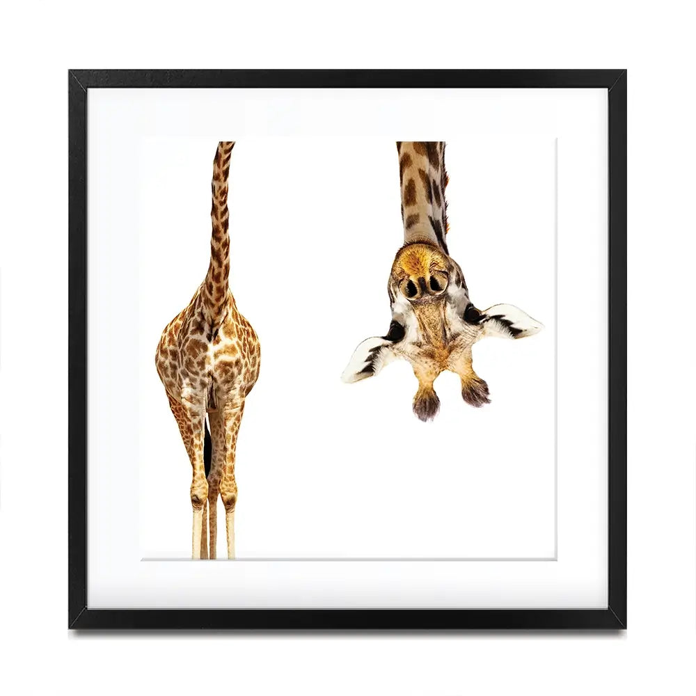 Upside Down Giraffe Square Framed Art Print Upside Down Giraffe Square Framed Art Print wall art product Sergey Novikov / Shutterstock