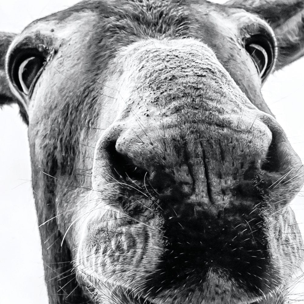 Black And White Donkey Framed Art Print wall art product COLOMBO NICOLA / Shutterstock