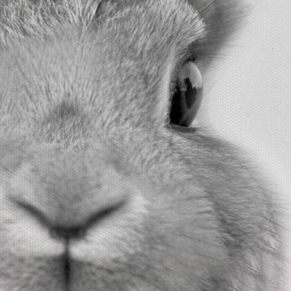 Bunny Rabbit Portrait Canvas Print wall art product R Visser / Independent