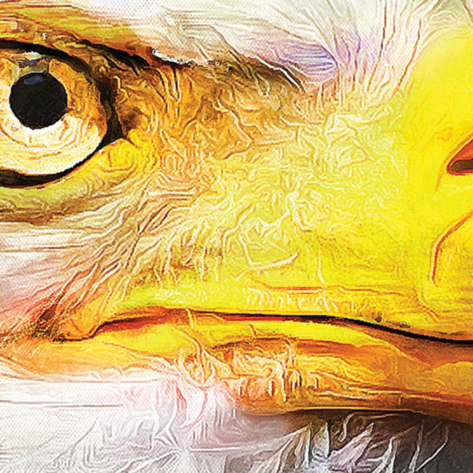 Eagle Eye Framed Art Print wall art product Mohammadreza Zeidabadi / Shutterstock