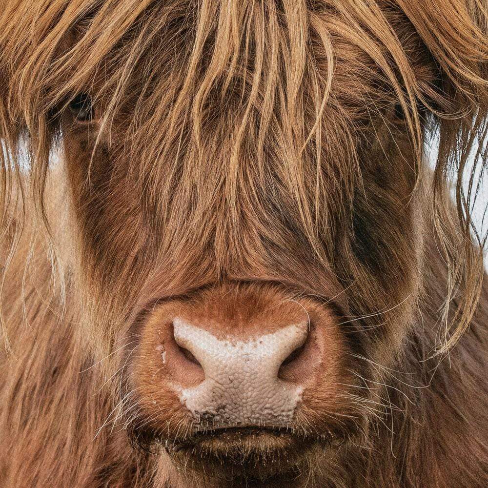Highland Bull Canvas Print wall art product The Hungry Aperture / Shutterstock