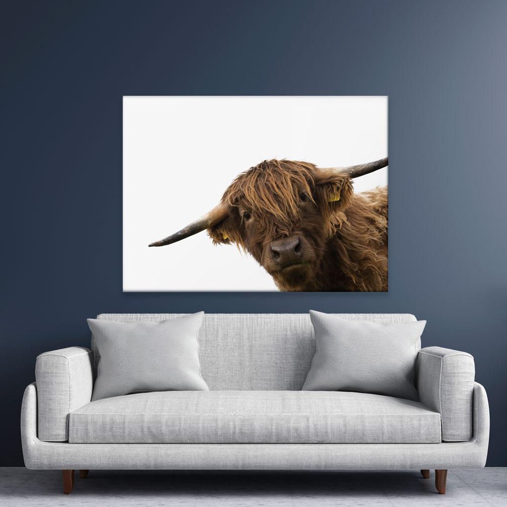 Side Peeking Highland Cow Canvas Print wall art product Massimo Cavallo / Shutterstock
