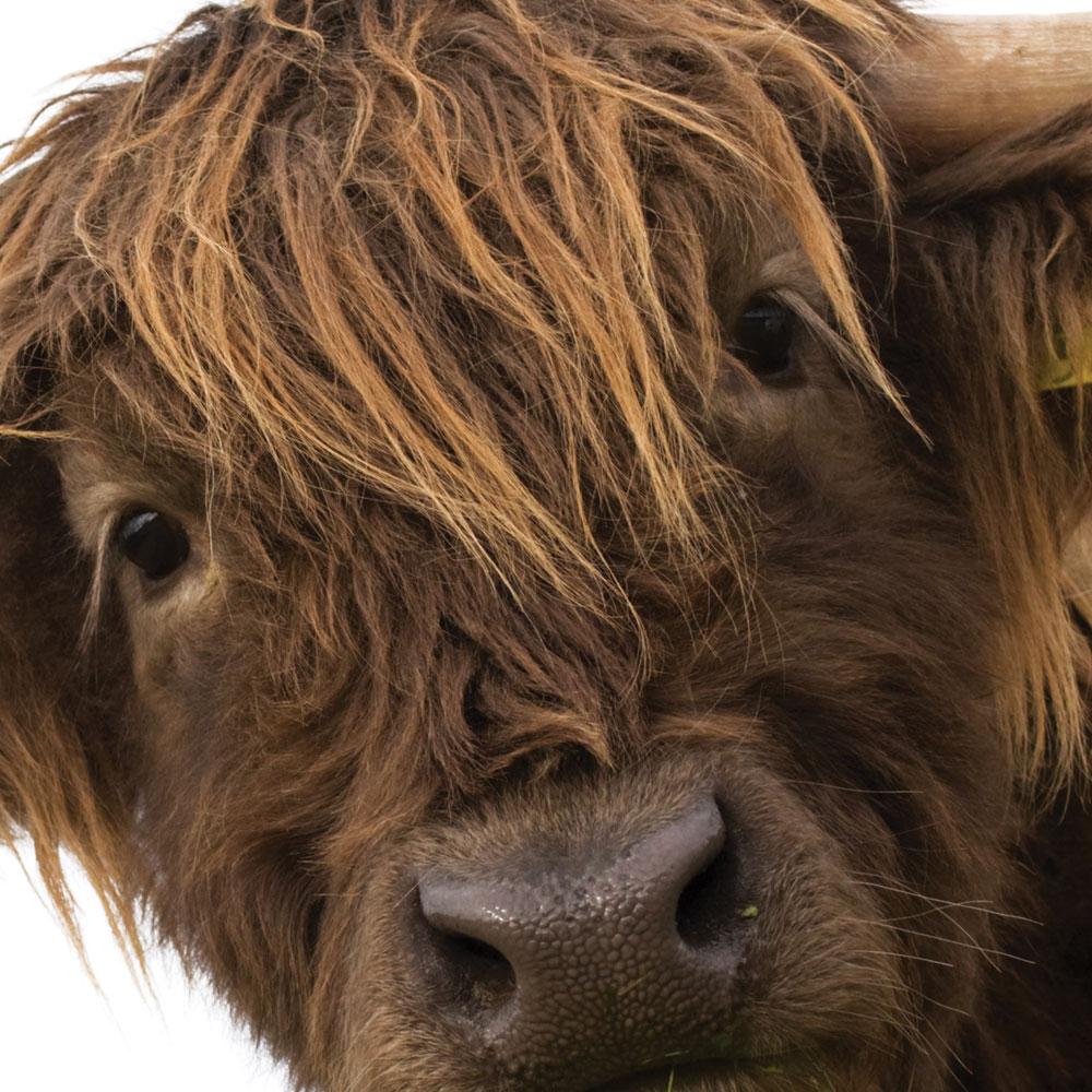 Side Peeking Highland Cow Framed Art Print wall art product Massimo Cavallo / Shutterstock